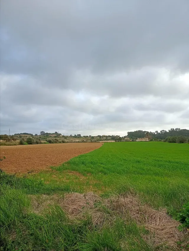 TERRENO URBANIZABLE EN SINEU. MALLORCA - foto 2