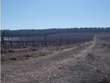 2 terrenos rústicos de uso agrario con un total de 324.946 m2 (32,49 Hectáreas) actualmente viñedos — 18