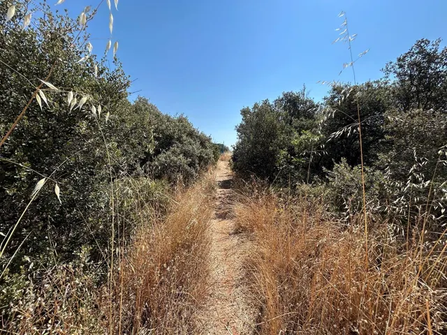 PARCELA EN EL BOSQUE DE HENARES PIOZ — 5