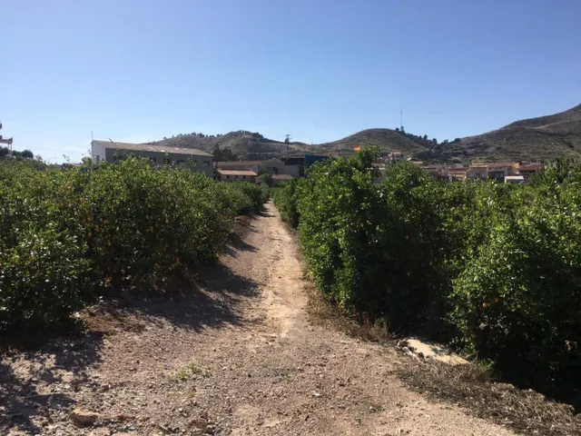 SE VENDE TERRENO PLANTADO DE LIMONEROS — 15