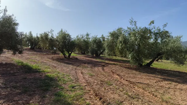 Magnífica finca de regadío — 2