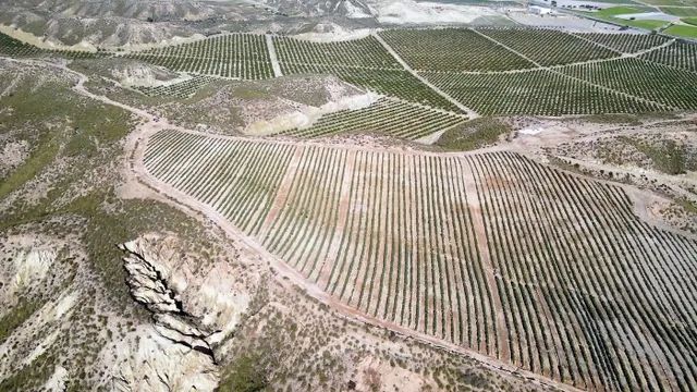 Parcela cultivada en producción - foto 5