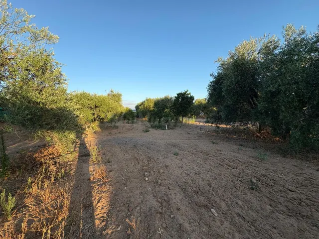 Parcela de Oportunidad con Nave y Olivos en Venta - foto 3