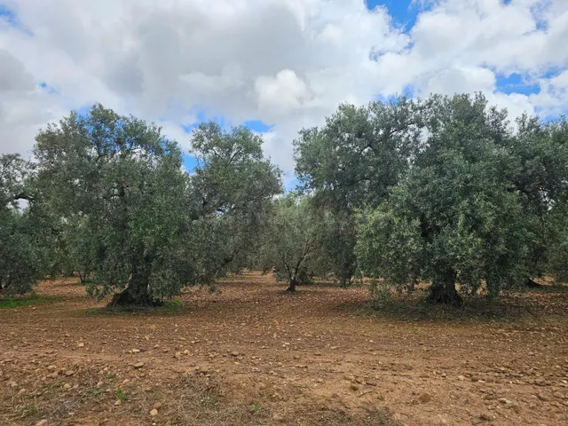 Venta de Olivares en Carmona