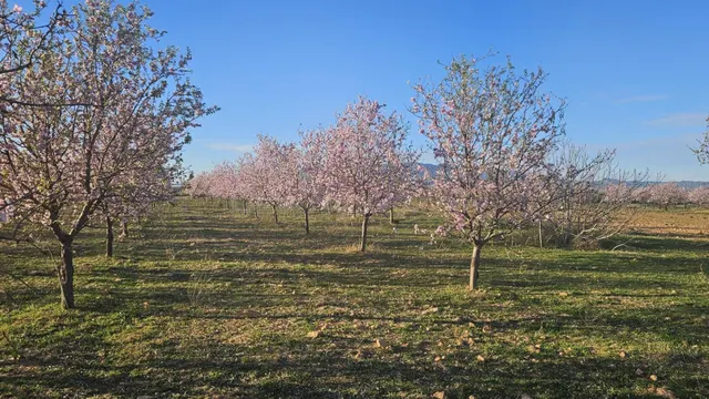 Se vende terreno rústico de 6.500 m2 en el término municipal - foto 5