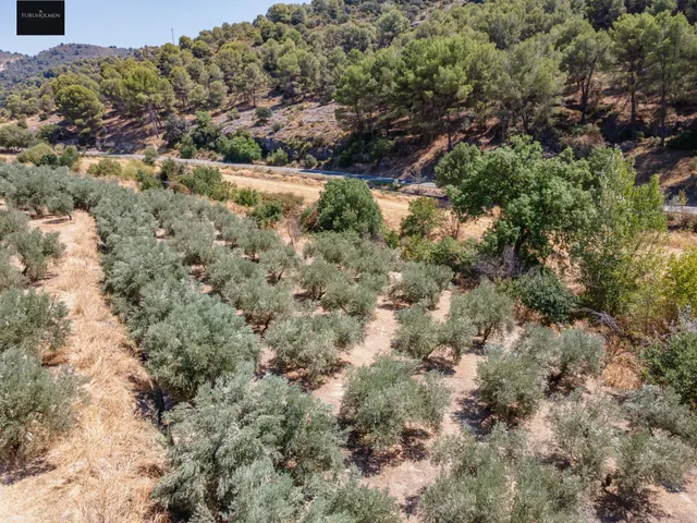 GRAN OPORTUNIDAD !!!! OLIVAR EN VENTA..... — 20