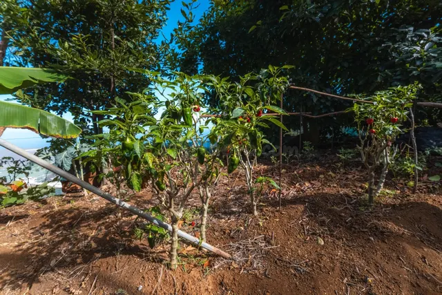 Finca rústica con casa terrera y vistas al mar en tierra del trigo, los silos — 35