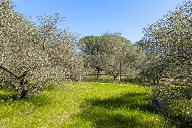 En venta maravillosa finca Rustica de Olivos — 39