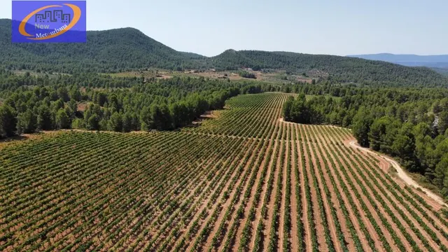 EN VENTA FINCA DE VIÑEDOS EN COFRENTES DE 209 HECTAREAS — 11