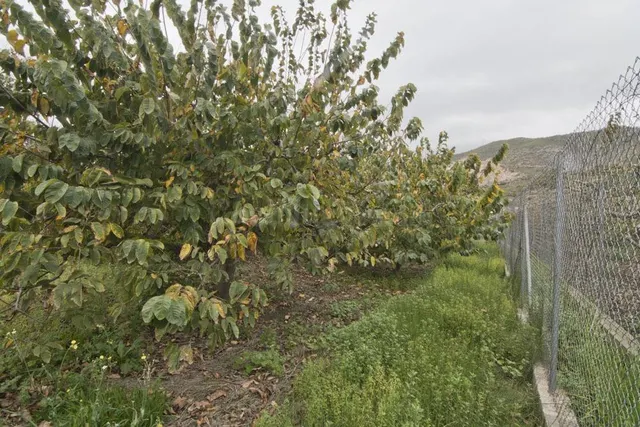 Finca subtropicales en Lobres - foto 2