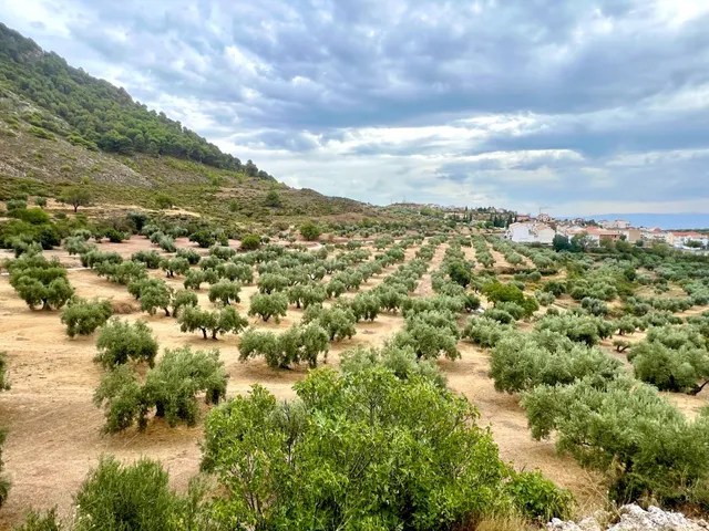 NIVAR - FINCA DE OLIVOS - foto 2