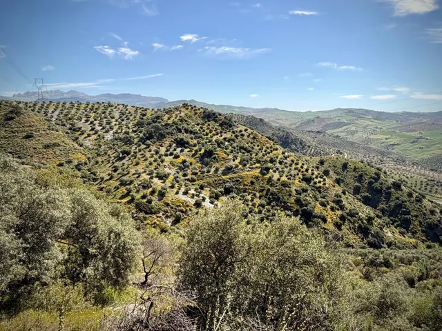 Finca rústica en venta en Álora – 6,22 ha con 1.000 olivos y - foto 4