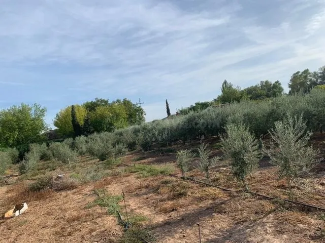 ZONA ALAMILLO - ESCRITURAS - Parcela de terreno de 2.500 m2 