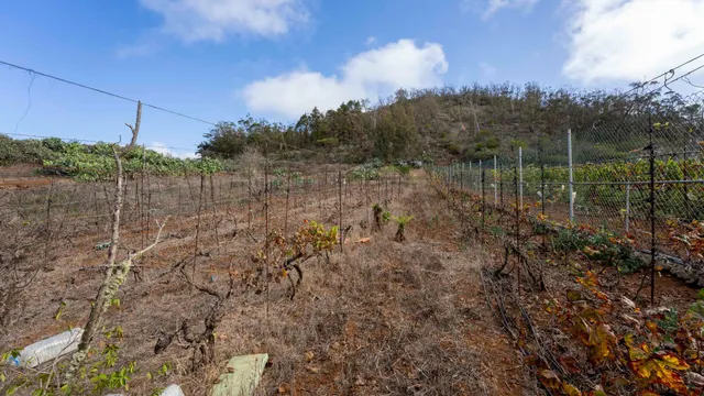 Terreno urbano en Tacoronte. — 31