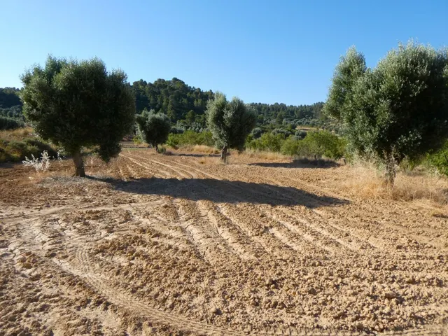 Suelo rústico en Venta en Mazaleon Teruel - foto 2