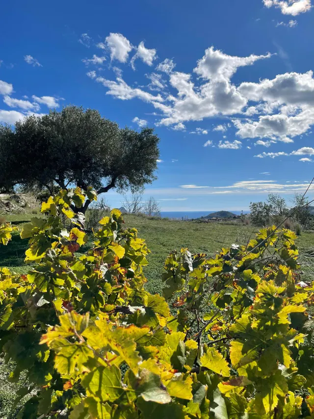 Se vende en Benissa casa de campo  tradicional con un Molino de piedra del S XIX vistas al mar y montaña — 9