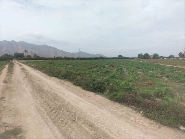 FINCA RÚSTICA EN COX — 6