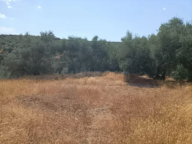 Venta de 'Cortijo del Enamorado' en Lucena - Córdoba - foto 5