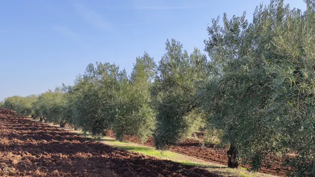 Olivar a pie de carretera — 7