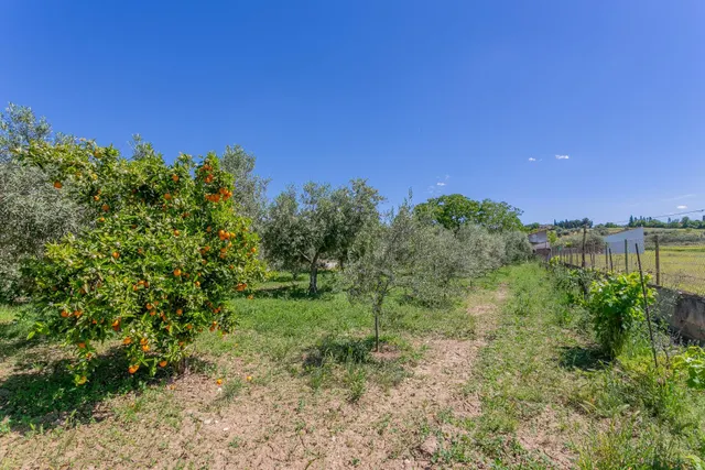 "¡Vive la vida en el campo! Terreno con casa de aperos y cultivos de olivos y frutales en ve — 21