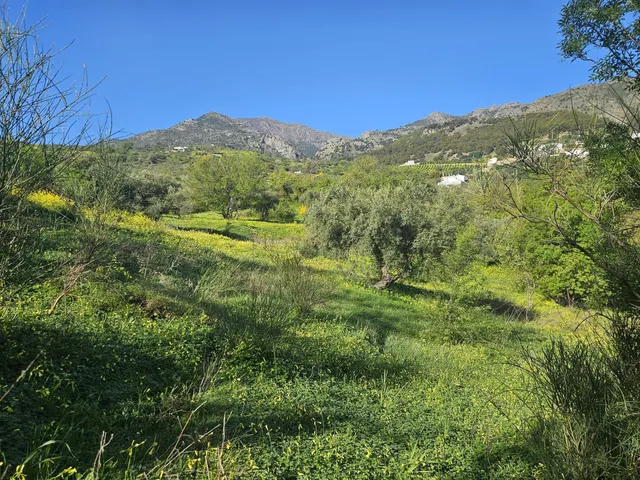 Finca rústica con olivos y cuadra en Casarabonela (Málaga) — 10