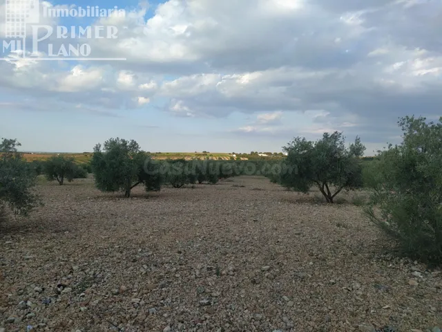 Se vende finca rustica destinada a olivo, la finca cuenta co - foto 3