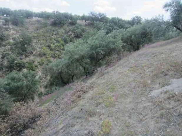 VENTA DE TERRENO RÚSTICO EN ALMEDINILLA (CÓRDOBA)