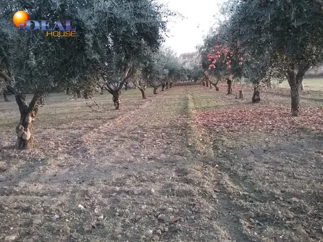 OLIVAR EN LA ZUBIA DE 3.597 M2 — 10