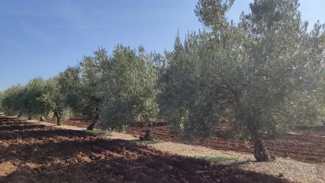 Olivar a pie de carretera — 9