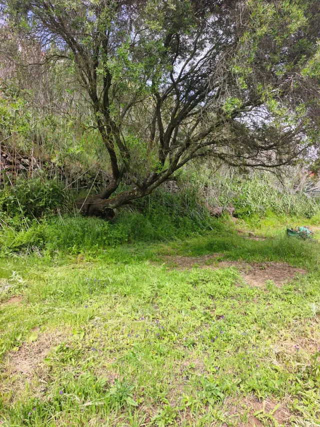 Terreno rural en venta - La yedra gran canaria — 10