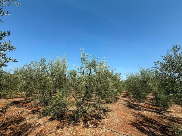 Terreno rural en venta - Andalucia - foto 5