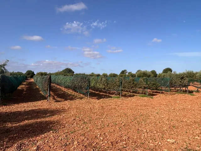 Finca en Son Mesquida: un proyecto de vida en el campo mallorquín — 36
