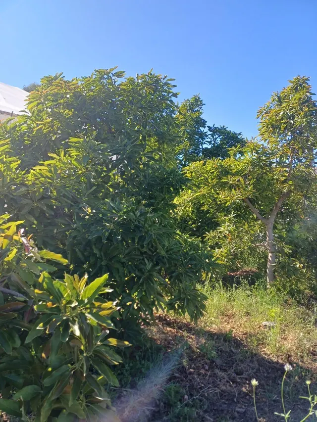 PARCELA DE TERRENO CON CASA CONSTRUIDA Y ARBOLES FRUTALES — 31