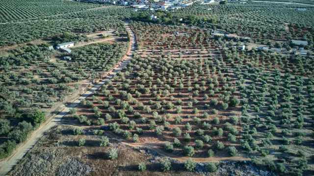 Finca rústica de 16.000 m2 junto a Almensilla. — 6