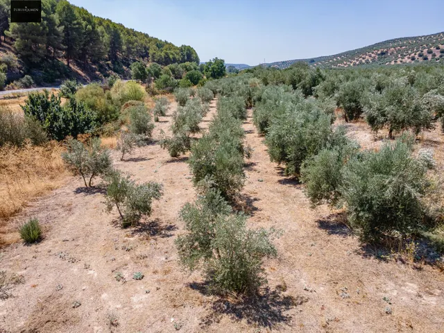 GRAN OPORTUNIDAD !!!! OLIVAR EN VENTA..... — 22