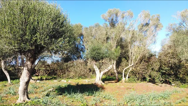 Enorme terreno boscoso con proyecto de un chalet y piscina en Felanitx, Mallorca — 4