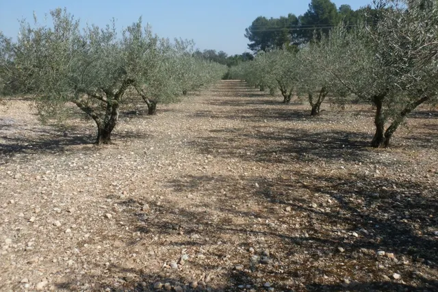 Terreno en la Ca Pallús - Ontinyent — 10