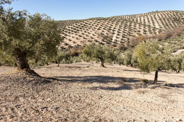 Campotejar. Se vende finca de olivos con una superficie de m