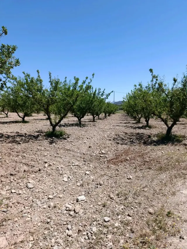 “Terreno rústico de 6.681 m2 en Cehegín – Paraje El Chaparral” — 2