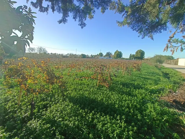 Finca vinícola casa a rehabilitar - foto 2