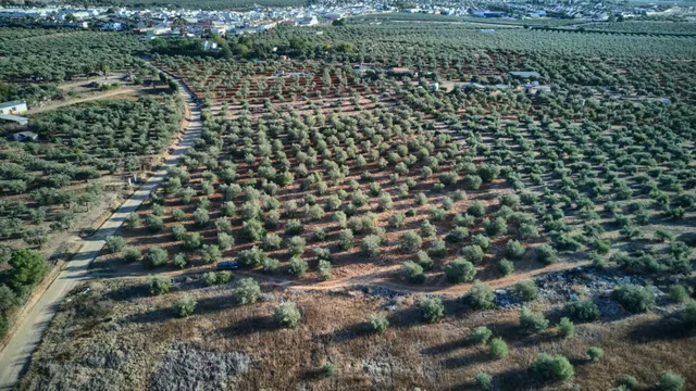Finca rústica de 16.000 m2 junto a Almensilla. — 4