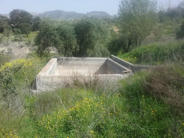 OLIVAR EN EL FARGUE. Paraje Aynadamar — 5