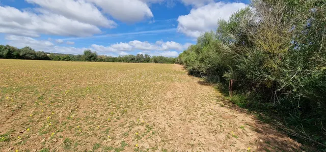 FINCA RUSTICA EN VENTA EN MANACOR - foto 3