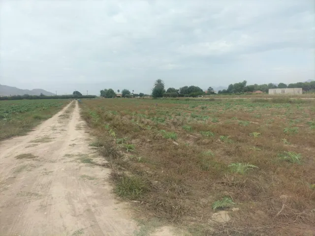 FINCA RÚSTICA EN COX — 4