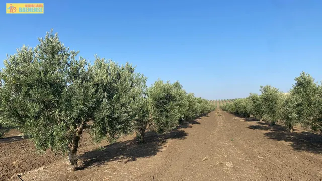 Finca de olivar de regadío — 3