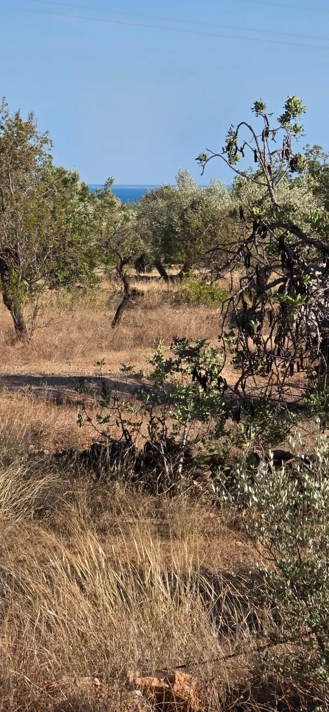 Finca rústica de 14.741 m2 con casa de campo por terminar, en un entorno tranquilo a 5 km del mar — 26