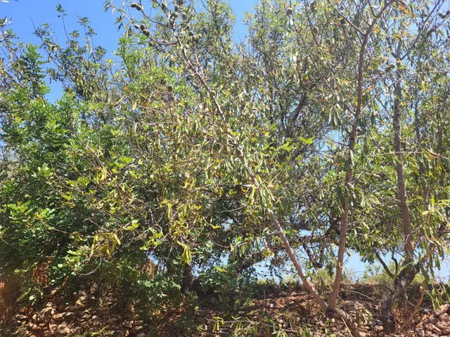 MASIA PARA REFORMAR CON TERRENO EN TÉRMINO DE VALL D'ALBA, LUZ Y AGUA CERCA — 15
