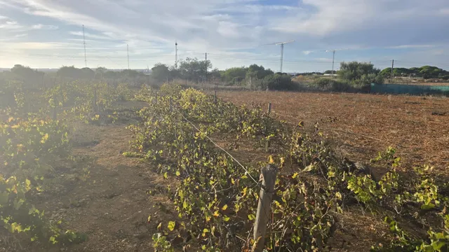 PARCELA -SEGREGADA CON REFUGIO EN ZONA PINAR DE LOS FRANCESES — 15