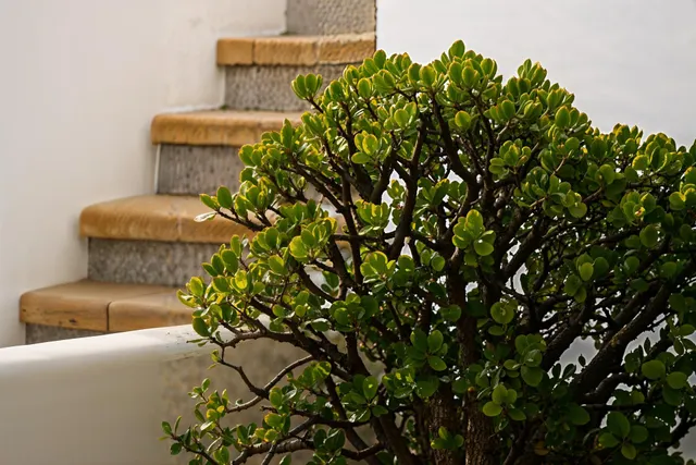 VILLA IBICENCA A 50 METROS DEL MAR — 21