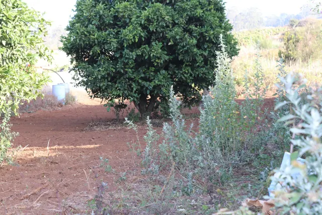SOLAR URBANO CON FINCA RUSTICA — 2